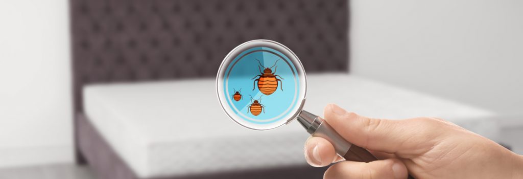 bed bug facts detroit