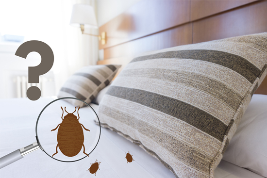 bed bug exterminator checkup